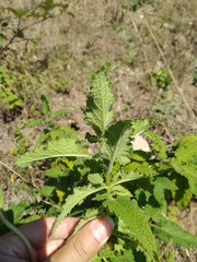 Teucrium scorodonia