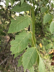 Koelreuteria paniculata