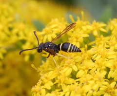 Ancistrocerus