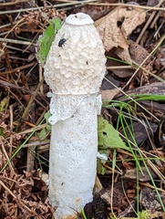 Phallus duplicatus