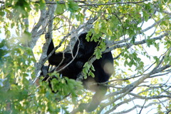 Alouatta caraya