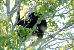 Alouatta caraya
