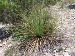 Dasylirion texanum
