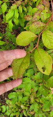 Vaccinium corymbosum