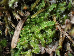 Lophoziopsis excisa