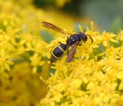 Ancistrocerus