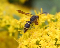 Ancistrocerus