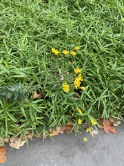 Hieracium lachenalii
