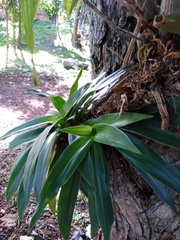 Catasetum integerrimum