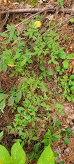 Vaccinium corymbosum