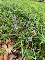Liriope