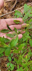 Vaccinium corymbosum