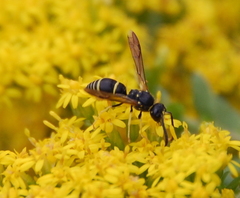 Ancistrocerus