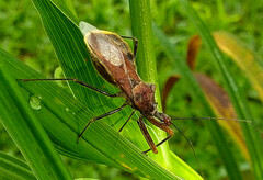 Ploeogaster