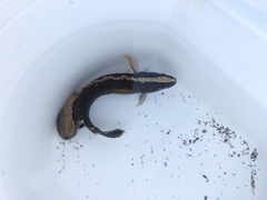 Acanthoclinus fuscus