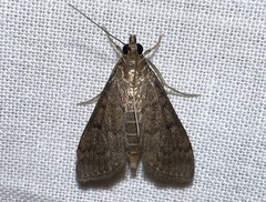 Herpetogramma phaeopteralis