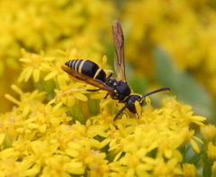 Ancistrocerus