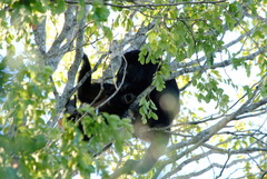 Alouatta caraya