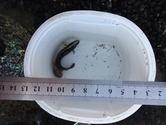 Acanthoclinus fuscus