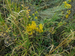 Galatella biflora
