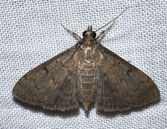 Herpetogramma phaeopteralis