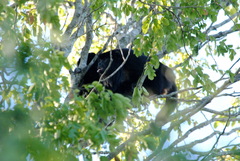 Alouatta caraya