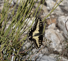 Papilio polyxenes rudkini
