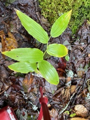 Streptopus lanceolatus