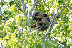 Alouatta caraya