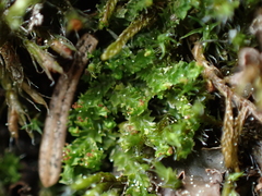 Lophoziopsis excisa