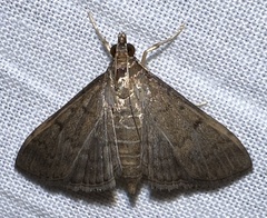 Herpetogramma phaeopteralis