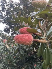 Magnolia
