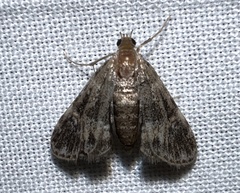 Elophila obliteralis