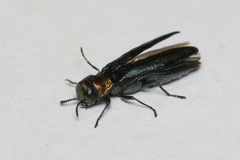 Agrilus pratensis