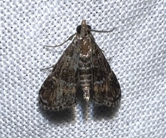 Elophila obliteralis