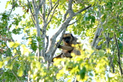 Alouatta caraya