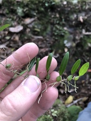 Bulbophyllum exiguum