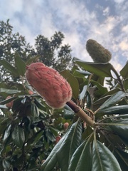 Magnolia
