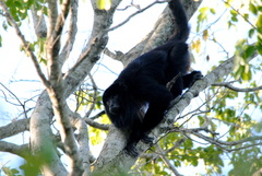 Alouatta caraya