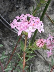 Pimelea ferruginea