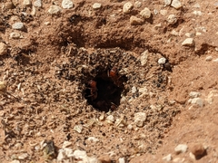 Pogonomyrmex barbatus