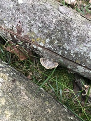 Trametes versicolor