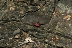 Pyrrhopeplus carduelis