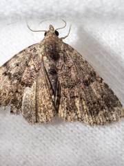 Metalectra miserulata