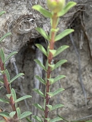 Pimelea ferruginea