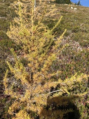 Larix lyallii