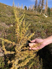 Larix lyallii