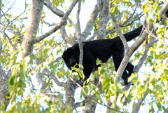 Alouatta caraya