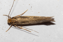 Tinea pallescentella