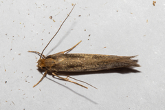 Tinea pallescentella